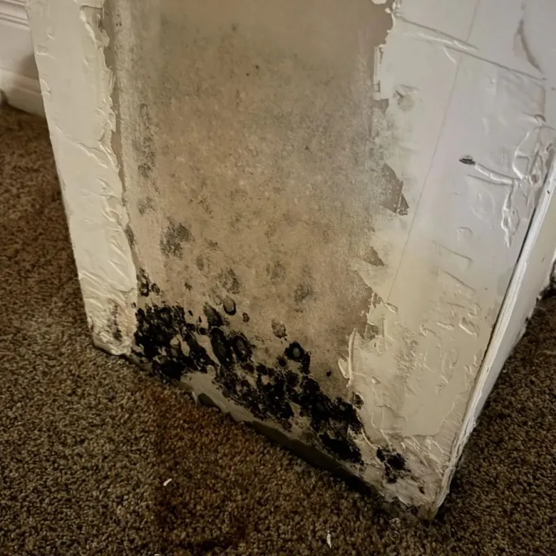 Professional Mold Removal in Rexburg, ID